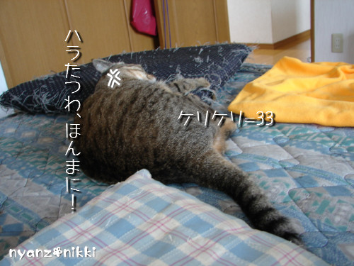 世話好きが仇となる?_d0355333_14130268.jpeg