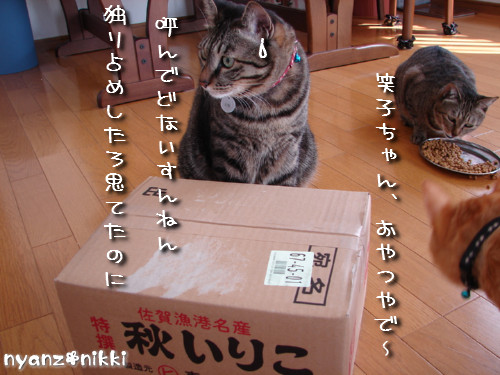 TNRシャツと煮干パーティ_d0355333_14130524.jpeg