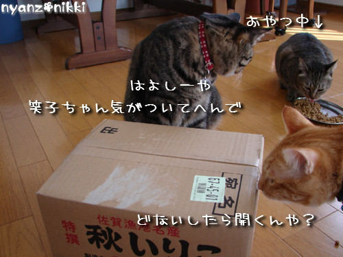 TNRシャツと煮干パーティ_d0355333_14130539.jpeg