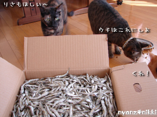 TNRシャツと煮干パーティ_d0355333_14130600.jpeg