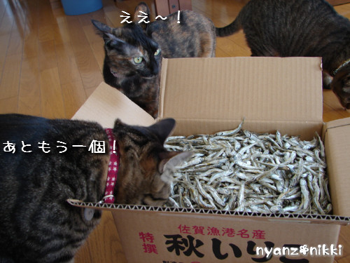 TNRシャツと煮干パーティ_d0355333_14130647.jpeg