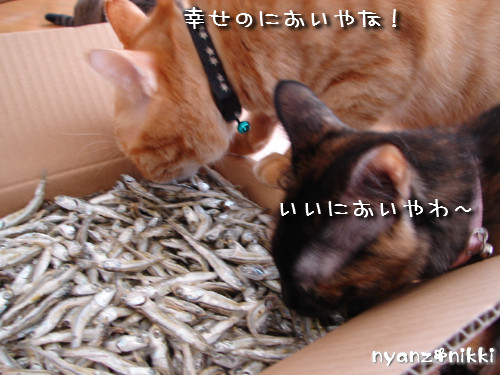 TNRシャツと煮干パーティ_d0355333_14130665.jpeg