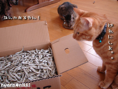 TNRシャツと煮干パーティ_d0355333_14130685.jpeg
