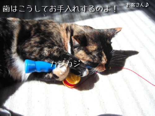 猫も歯が命なので_d0355333_14131129.jpeg