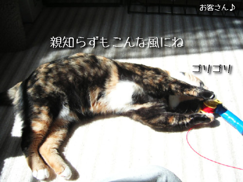 猫も歯が命なので_d0355333_14131201.jpeg