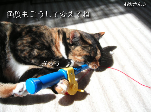 猫も歯が命なので_d0355333_14131255.jpeg