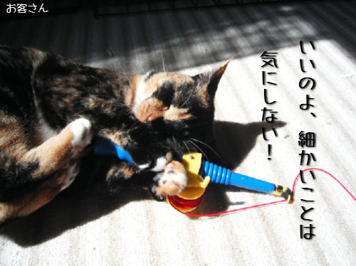 猫も歯が命なので_d0355333_14131258.jpeg