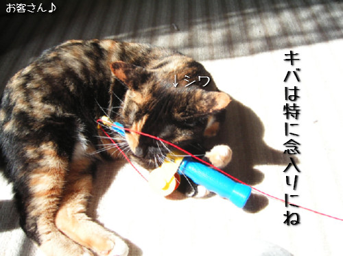 猫も歯が命なので_d0355333_14131287.jpeg