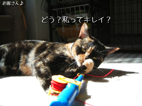 猫も歯が命なので_d0355333_14131388.jpeg