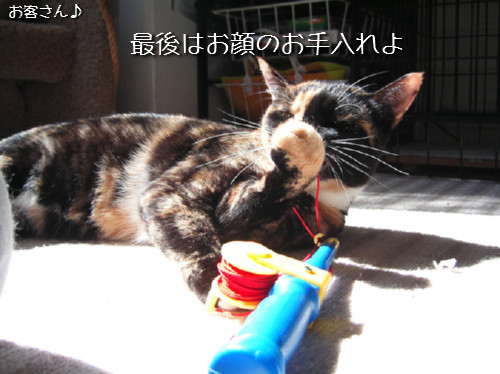 猫も歯が命なので_d0355333_14131393.jpeg