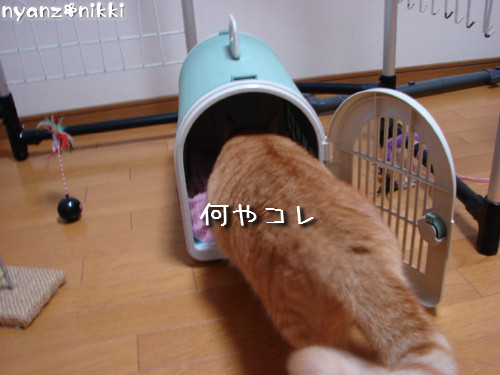 白状しまーす ^^_d0355333_14131455.jpeg