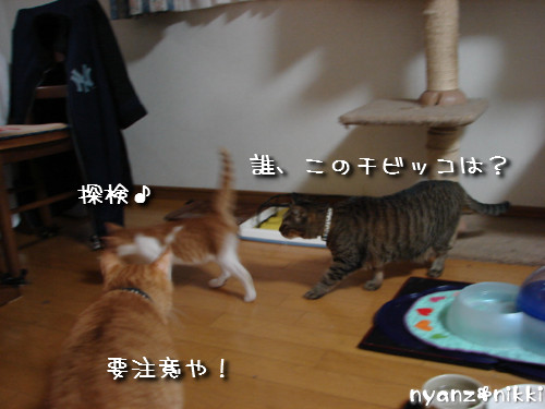 つくつく★リビングデビュー_d0355333_14131538.jpeg