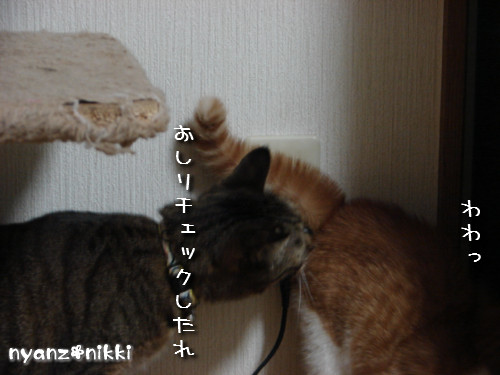 つくつく★リビングデビュー_d0355333_14131633.jpeg