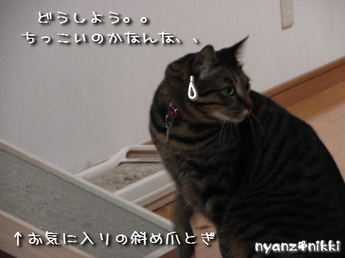 つくつく★リビングデビュー_d0355333_14131642.jpeg