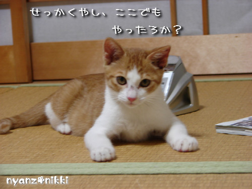 つくつく★新技紹介_d0355333_14131958.jpeg