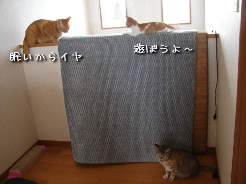 つくつく★男の教育方法_d0355333_14132620.jpeg