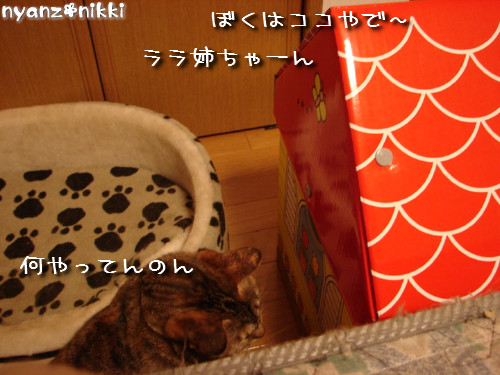 つくつく★新しい猫ハウス_d0355333_14132941.jpeg