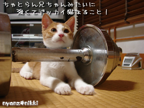 つくつく★ぼくの夢は?_d0355333_14133078.jpeg
