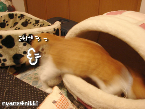 つくつく★ワクチンなんかへっちゃら!_d0355333_14133671.jpeg
