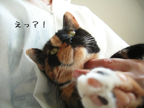 お客さんブログの紹介~♪_d0355333_14134420.jpeg