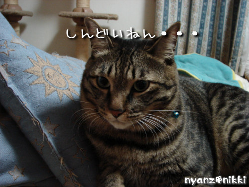 元気回復~_d0355333_14134684.jpeg
