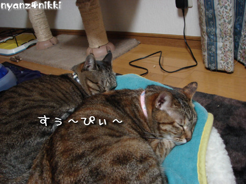ララちゃん流子育てのススメ_d0355333_14134702.jpeg