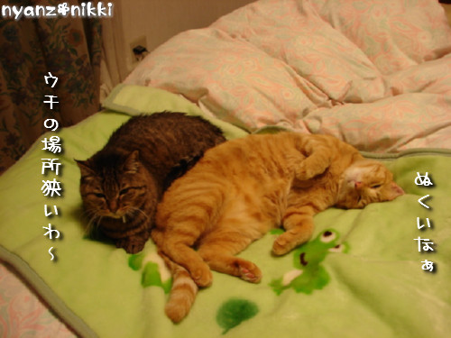 肉団子じゃなくて猫団子_d0355333_14135035.jpeg