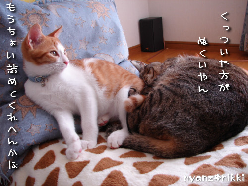 肉団子じゃなくて猫団子_d0355333_14135074.jpeg