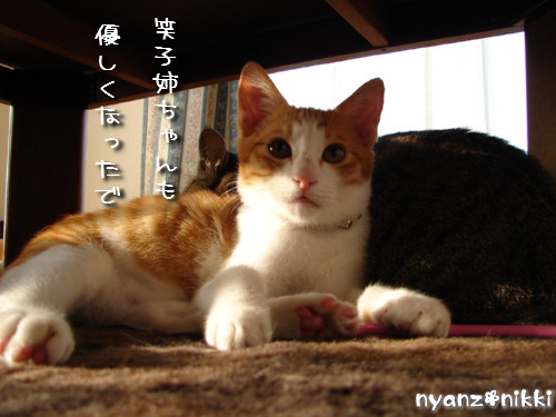 肉団子じゃなくて猫団子_d0355333_14135091.jpeg
