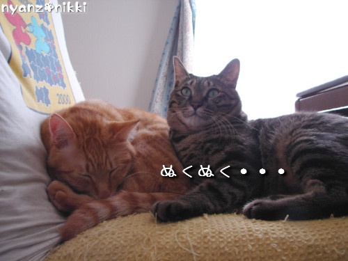 元気だから、つい、ね。_d0355333_14135589.jpeg