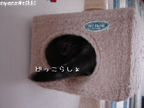 元気だから、つい、ね。_d0355333_14135654.jpeg