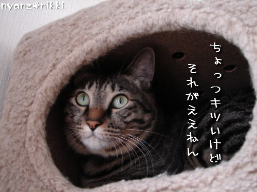 元気だから、つい、ね。_d0355333_14135659.jpeg