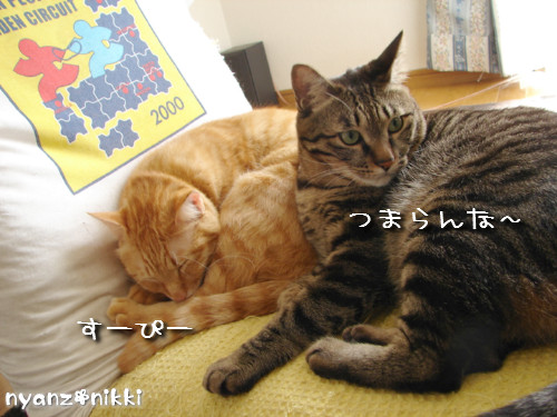 元気だから、つい、ね。_d0355333_14135673.jpeg