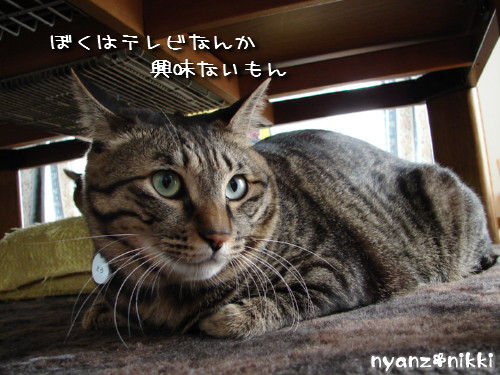 テレビみようよ!_d0355333_14135891.jpeg
