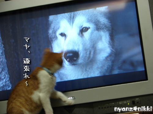つくたんと映画みよう!_d0355333_14140044.jpeg