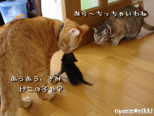 この子はだあれ?_d0355333_14140713.jpeg