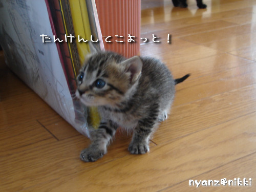 この子はだあれ?_d0355333_14140803.jpeg
