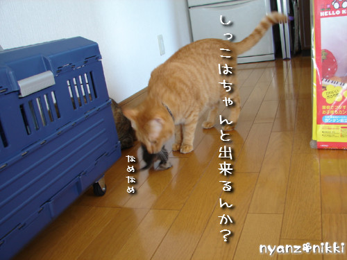 この子はだあれ?_d0355333_14140953.jpeg