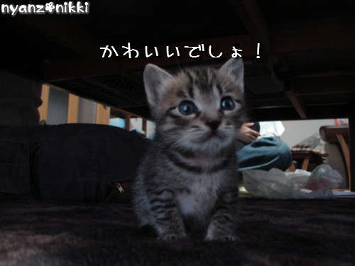 この子はだあれ?_d0355333_14140968.jpeg