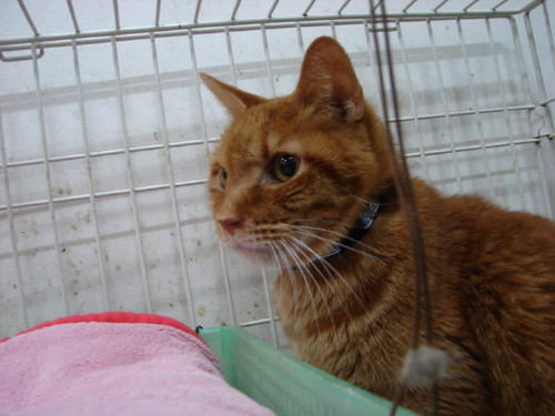 大阪行政収容の猫たち_d0355333_14141019.jpeg