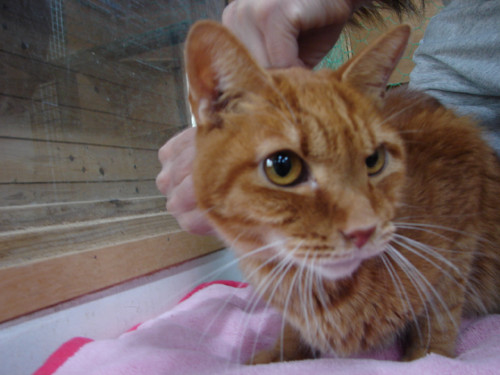 大阪行政収容の猫たち_d0355333_14141023.jpeg
