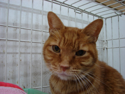 大阪行政収容の猫たち_d0355333_14141062.jpeg