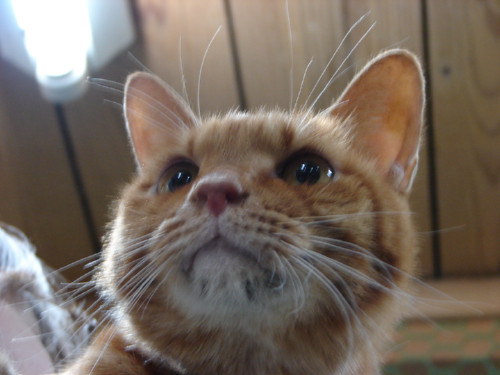 大阪行政収容の猫たち_d0355333_14141085.jpeg