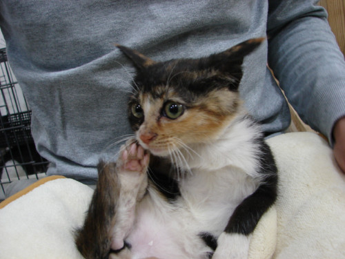 大阪行政収容の猫たち_d0355333_14141108.jpeg