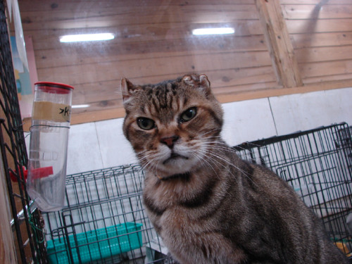 大阪行政収容の猫たち_d0355333_14141113.jpeg