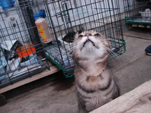 大阪行政収容の猫たち_d0355333_14141126.jpeg