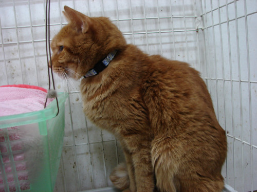 大阪行政収容の猫たち_d0355333_14141132.jpeg
