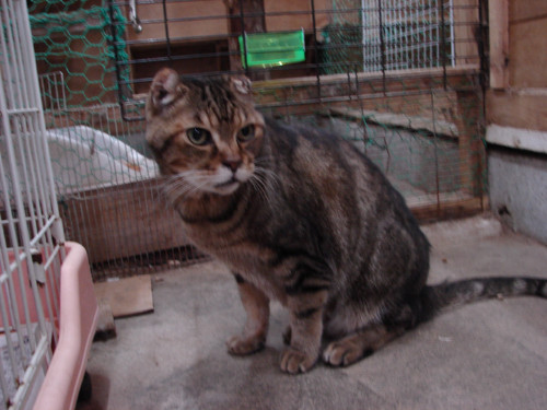 大阪行政収容の猫たち_d0355333_14141157.jpeg