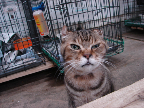 大阪行政収容の猫たち_d0355333_14141175.jpeg