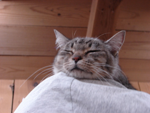 大阪行政収容の猫たち_d0355333_14141219.jpeg